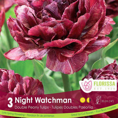 Burgundy Double Peony Tulip Night Watchman