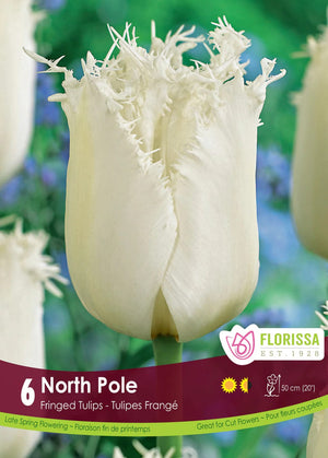 Tulip - North Pole, 6 Pack