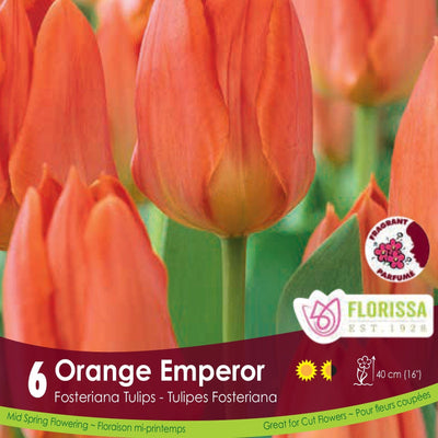 Orange emperor tulip