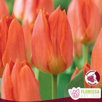 Tulip - Orange Emperor, 6 Pack