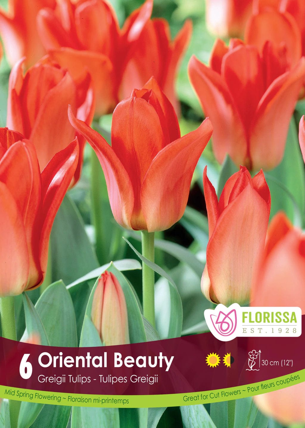 Tulip - Oriental Beauty, 6 Pack