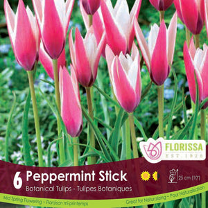 Peppermint Stick Tops Botanical Pink Tulip