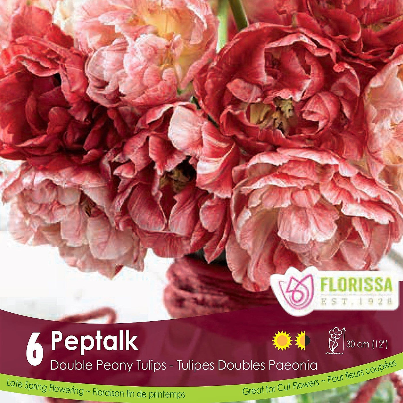Red and White Double Peony Tulip Pep Talk 