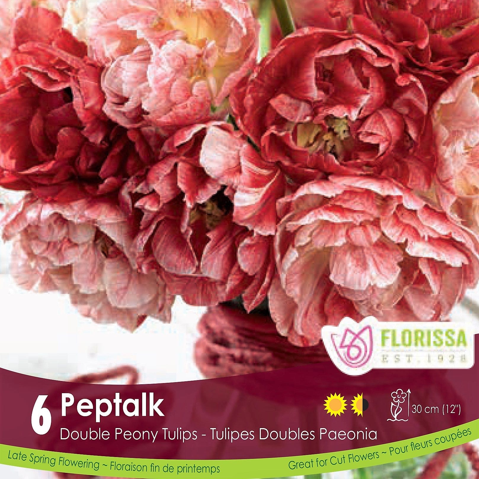 Tulip | Double Peony Tulip | Pep Talk | Fall Planting Bulb – Wildwood ...