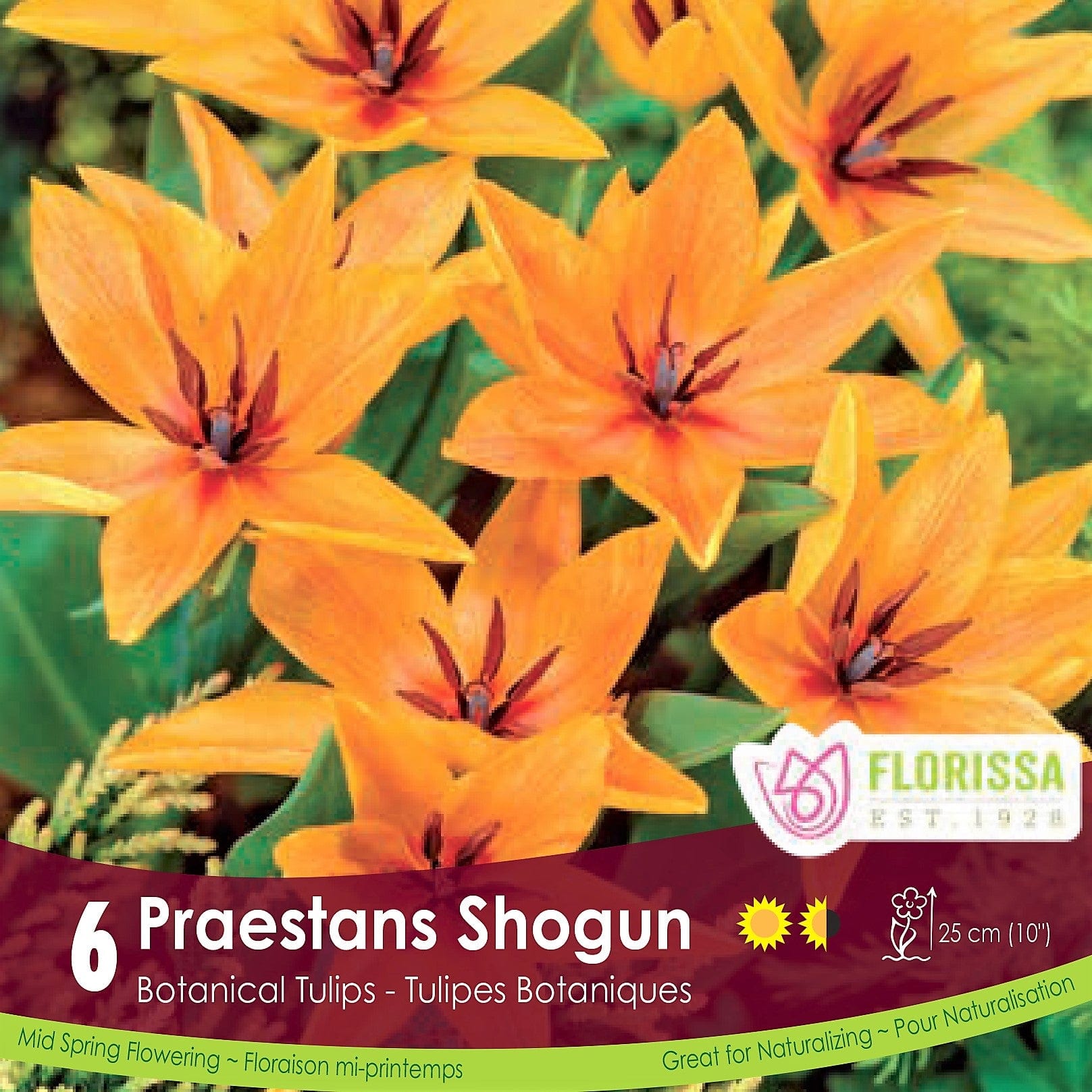 Tulip Praestans Shogun Orange