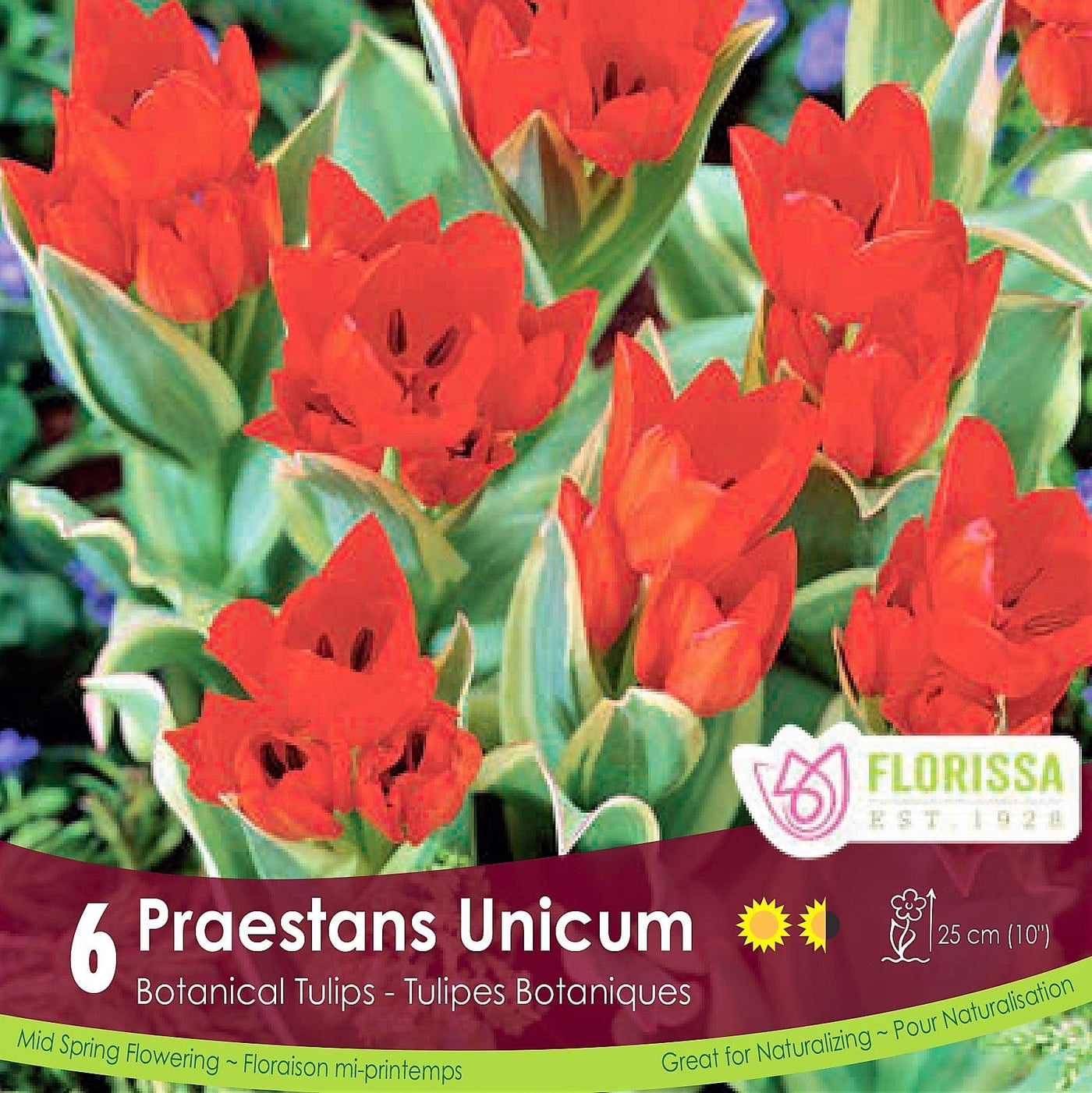 Tulip - Praestans Unicum, 6 Pack