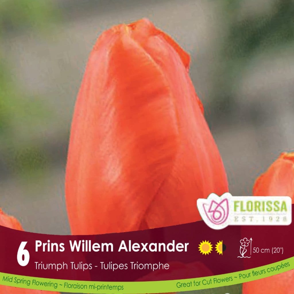Orange Triumph Tulip Prins Willem Alexander 