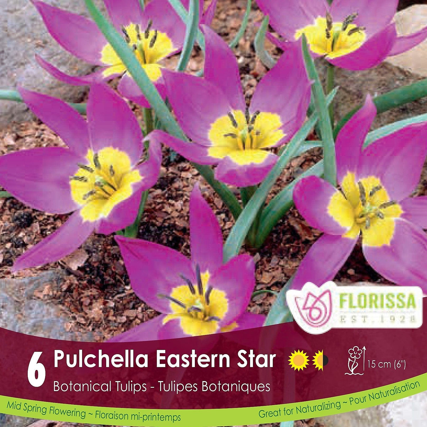 Tulip Pulchella Eastern Star Botanical Tulip