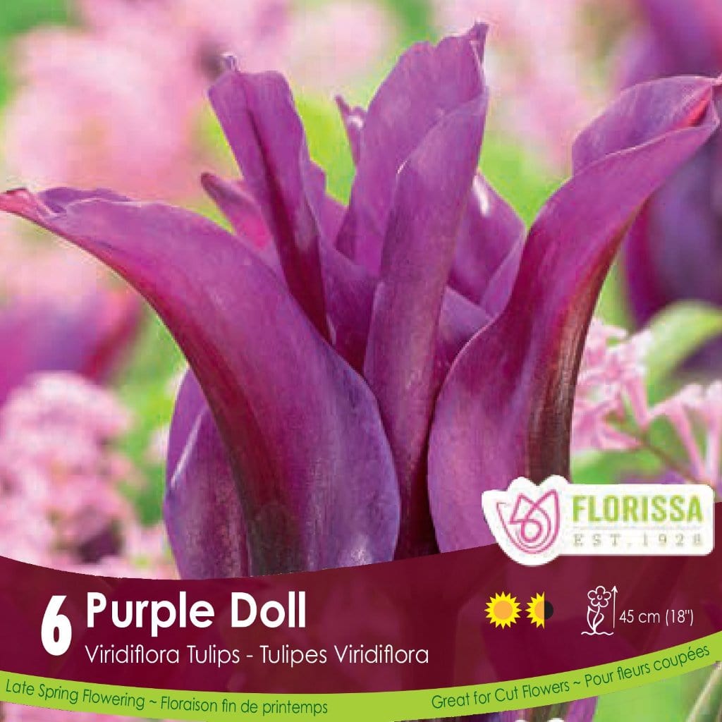 Viridiflora Tulip Purple Doll 