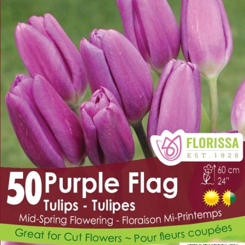 Tulip - Purple Flag - Mesh Bag, 50 Pack