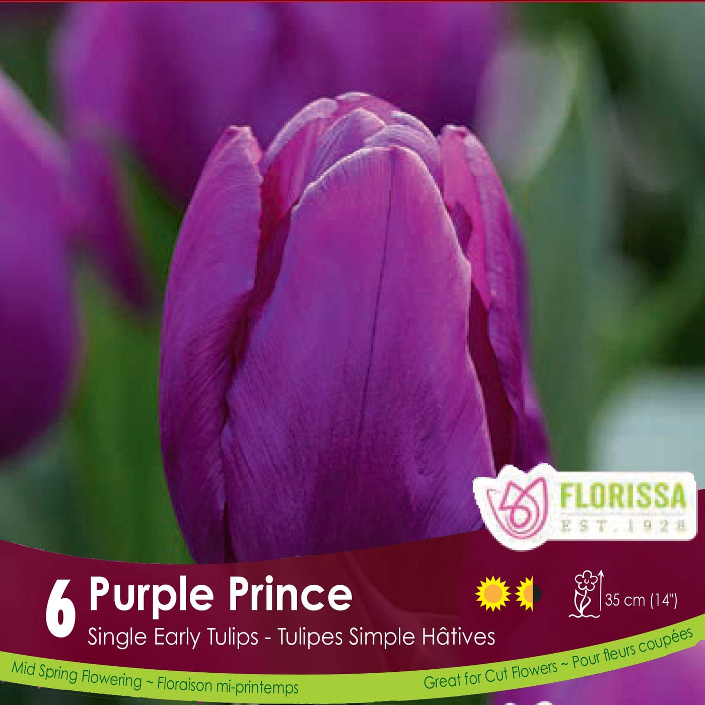 Single Early Tulip Purple Prince
