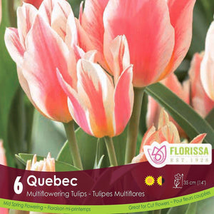 Coral Multi Flowering Tulip Quebec 