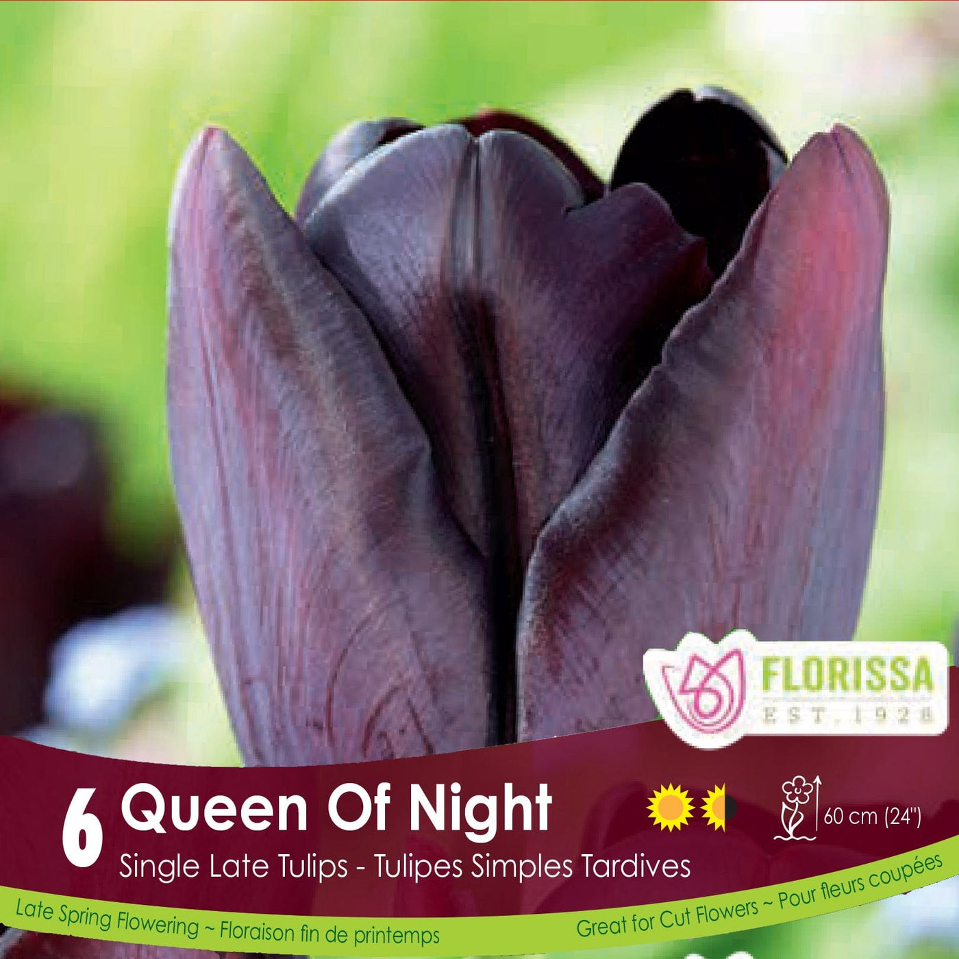 Tulip Queen of Night Deep Burgundy