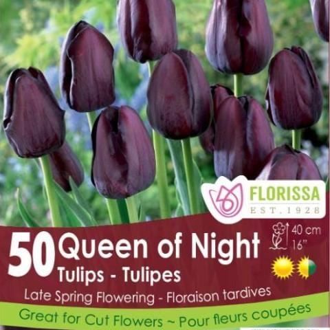 Tulip - Queen of Night - Mesh Bag, 50 Pack