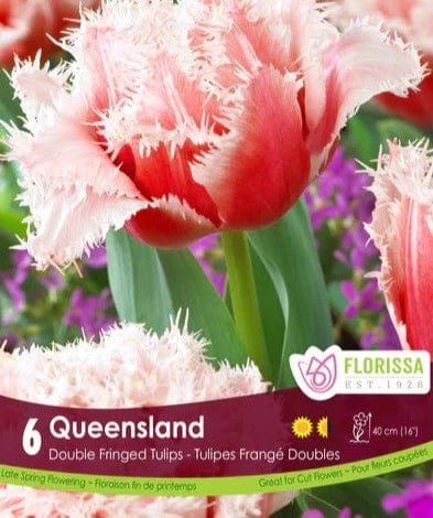 Tulip - Queensland, 6 Pack