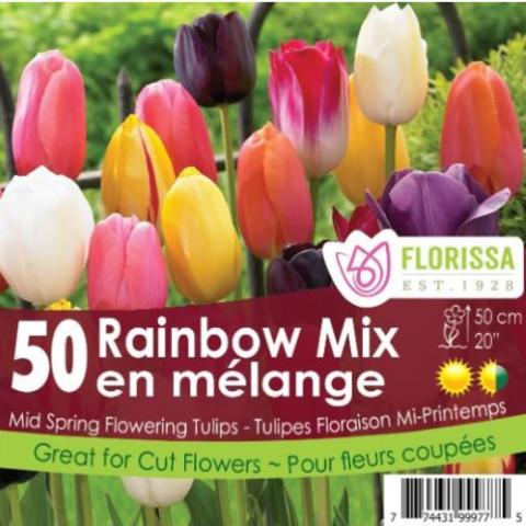 Tulip - Rainbow Mix - Mesh Bag, 50 Pack