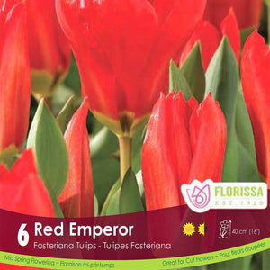 Red emperor tulip