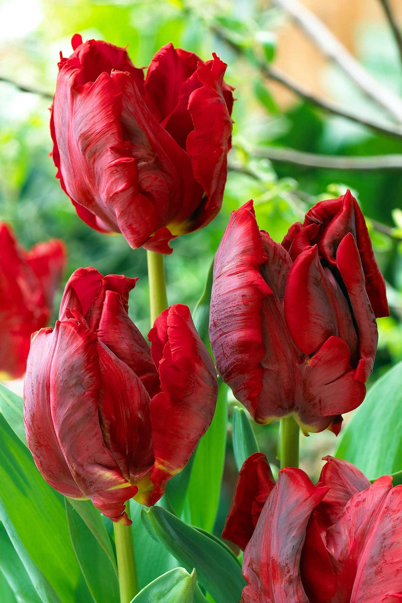 Tulip - Red Madonna Parrot