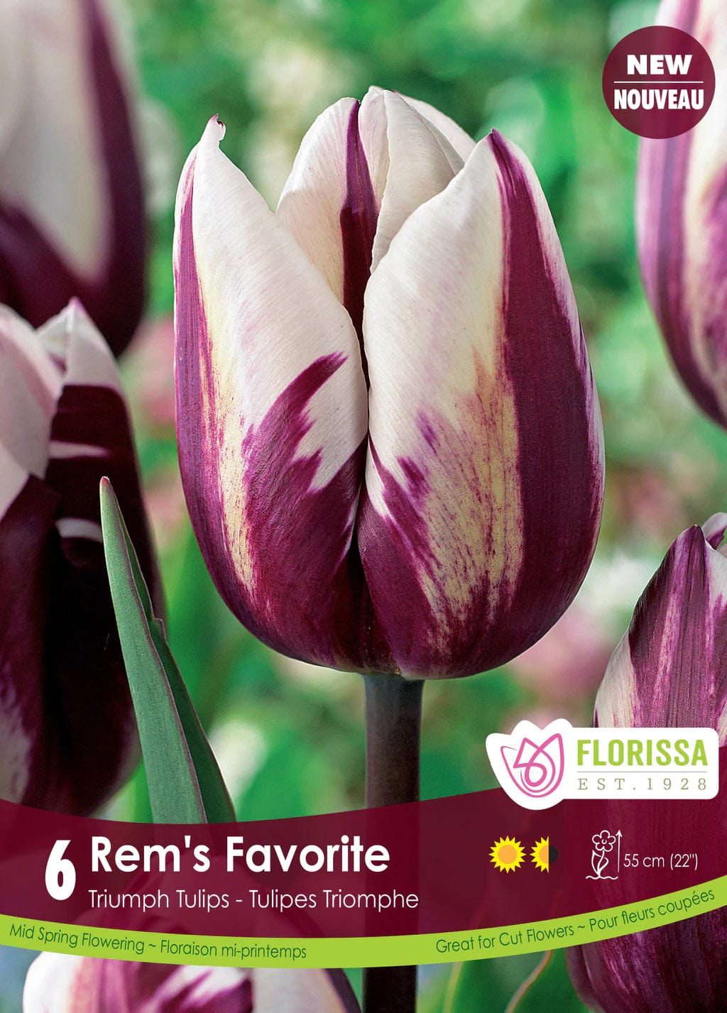 Tulip - Rem's Favorite, 6 Pack