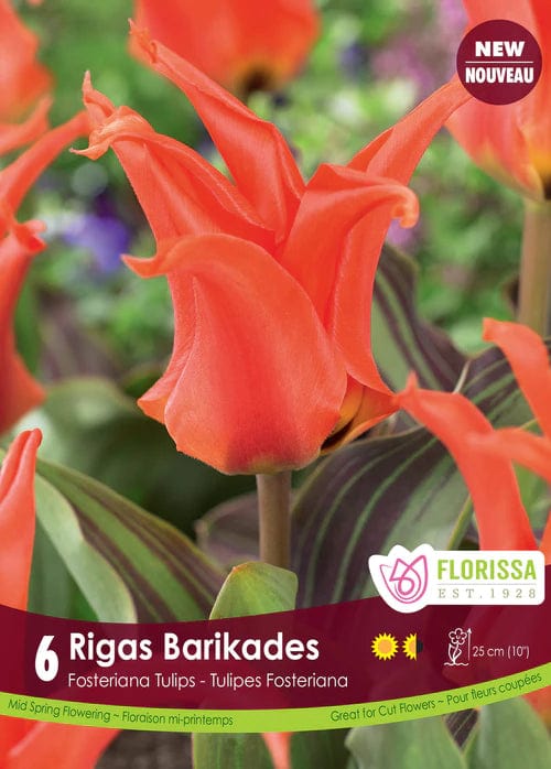 Tulip - Rigas Barikades, 6 Pack