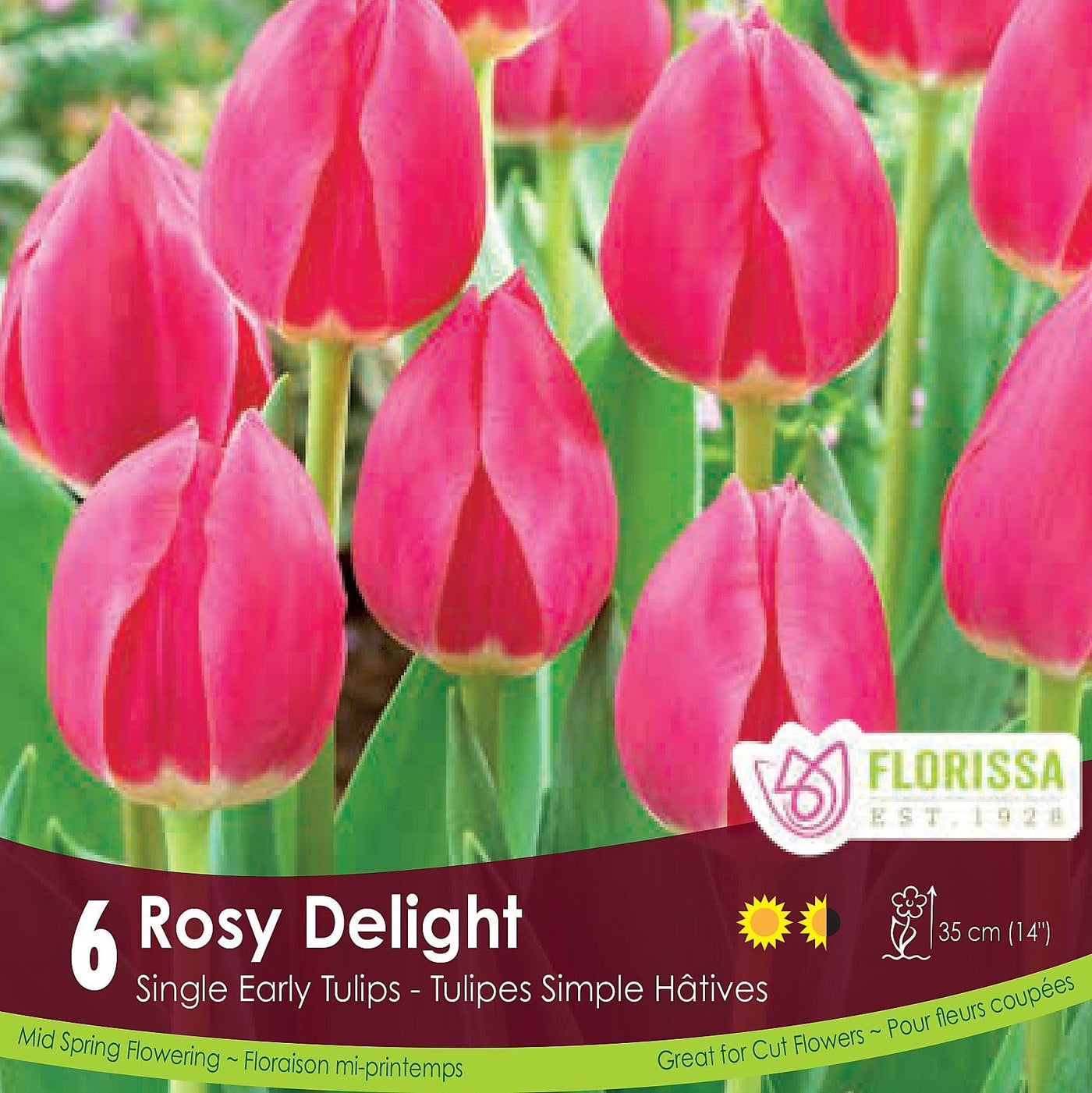 Pink Single Early Tulip Rosy Delight