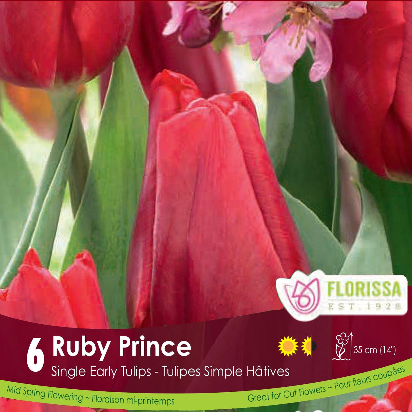Red Single Early Tulip Ruby Prince 