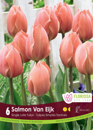 Tulip - Salmon Van Eijk, 6 Pack