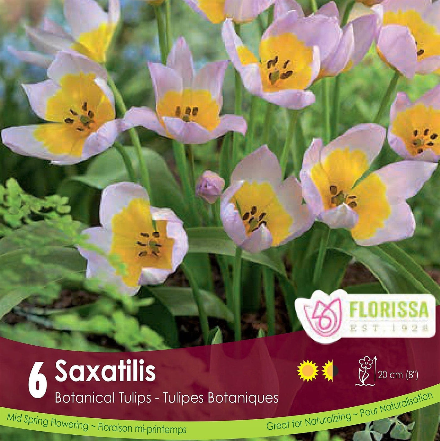 Tulip Saxatilis Botanical Purple and Yellow