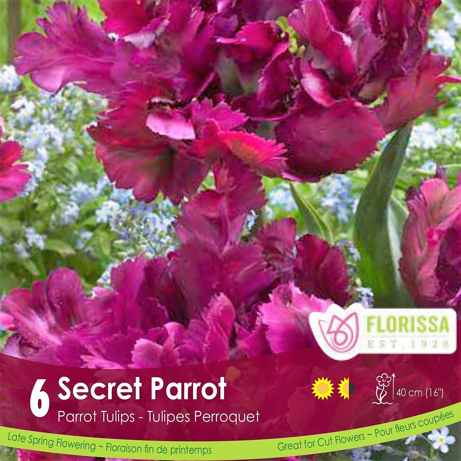 Purple Tulip Secret Parrot 