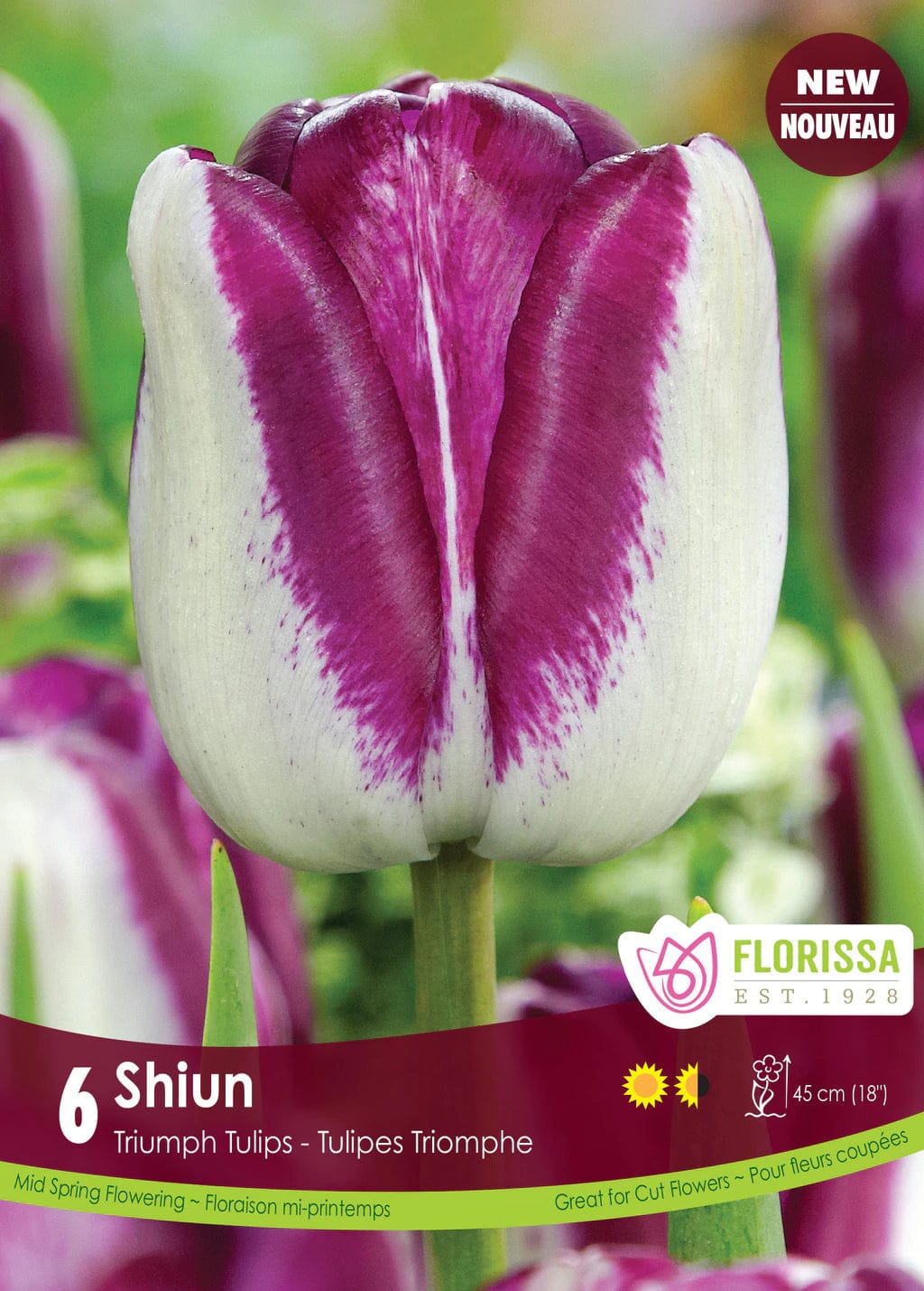 Tulip - Shiun, 6 Pack
