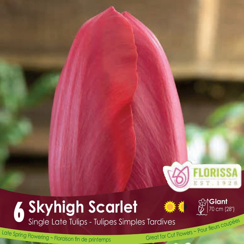 Single Late Tulip Skyhigh Scarlet 