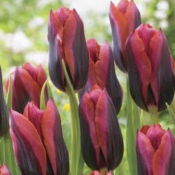 Tulip - Slawa, 6 Pack