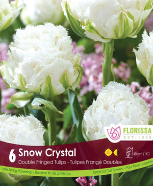 Tulip - Snow Crystal, 6 Pack