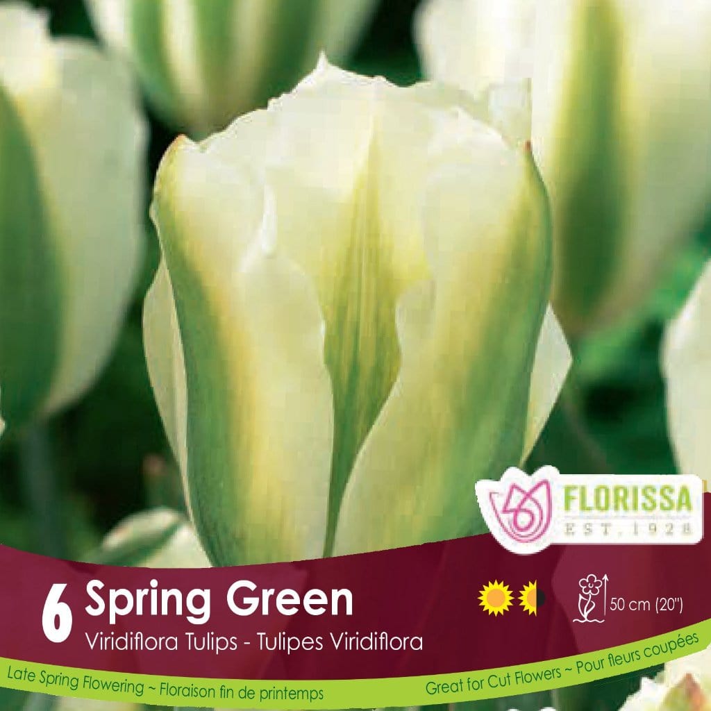 Tulip - Spring Green, 6 Pack