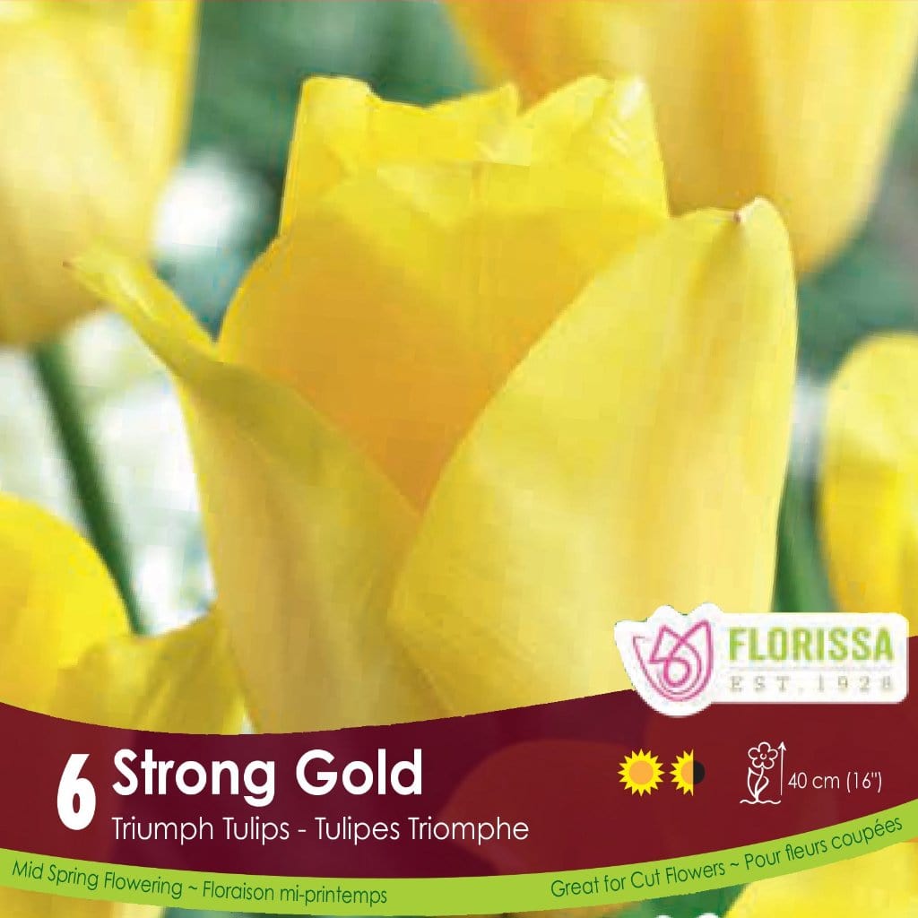 Yellow Triumph Tulip Strong Gold