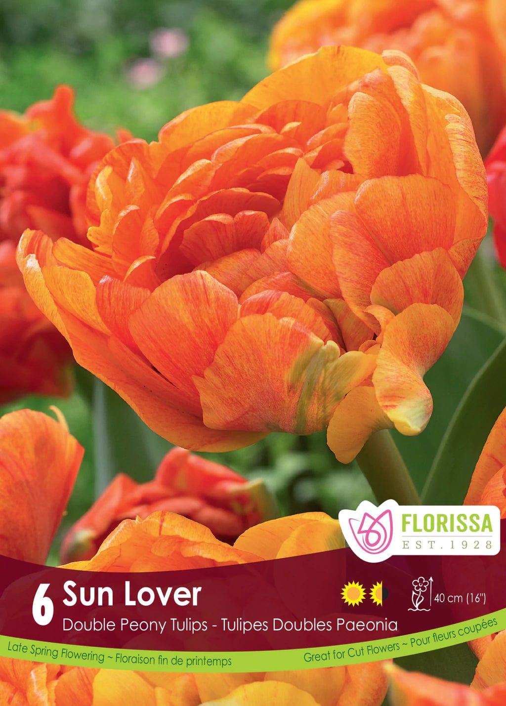 Tulip - Sun Lover, 6 Pack