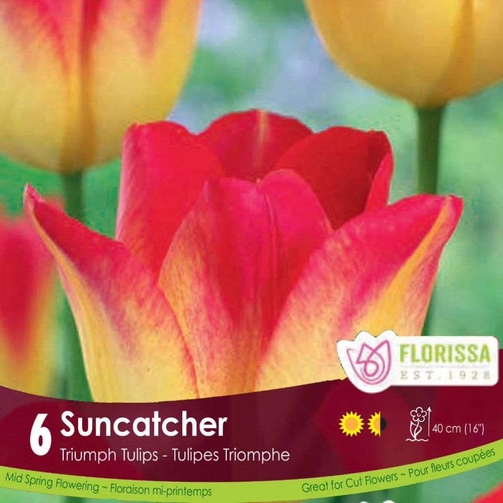 Yellow and Red Triumph Tulip Suncatcher 