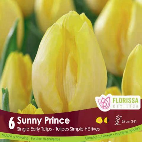 Yellow Single Early Tulip Sunny Prince