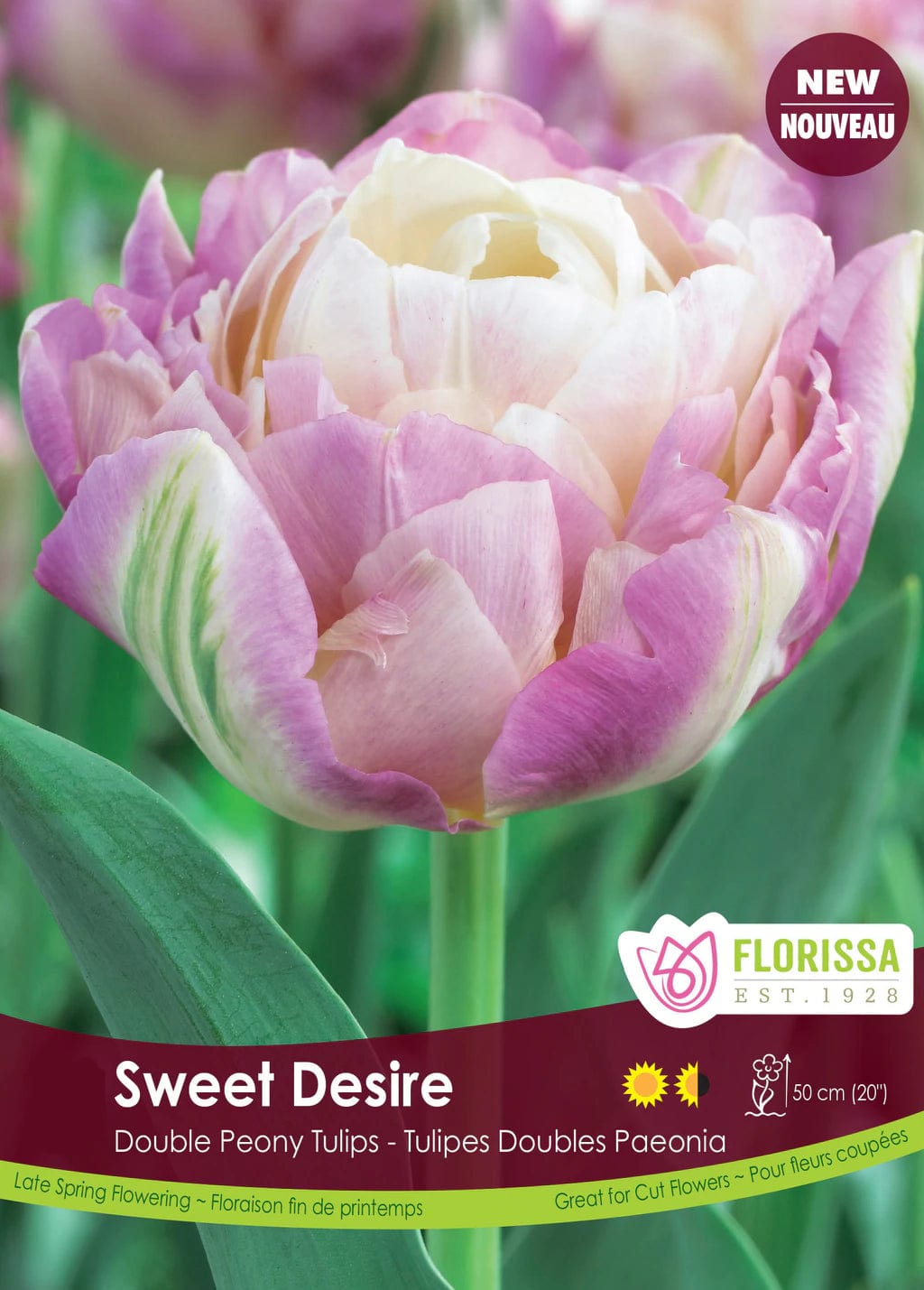 Tulip - Sweet Desire, 5 Pack