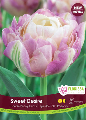 Tulip - Sweet Desire, 5 Pack