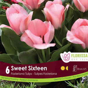 Tulip - Sweet Sixteen, 6 Pack