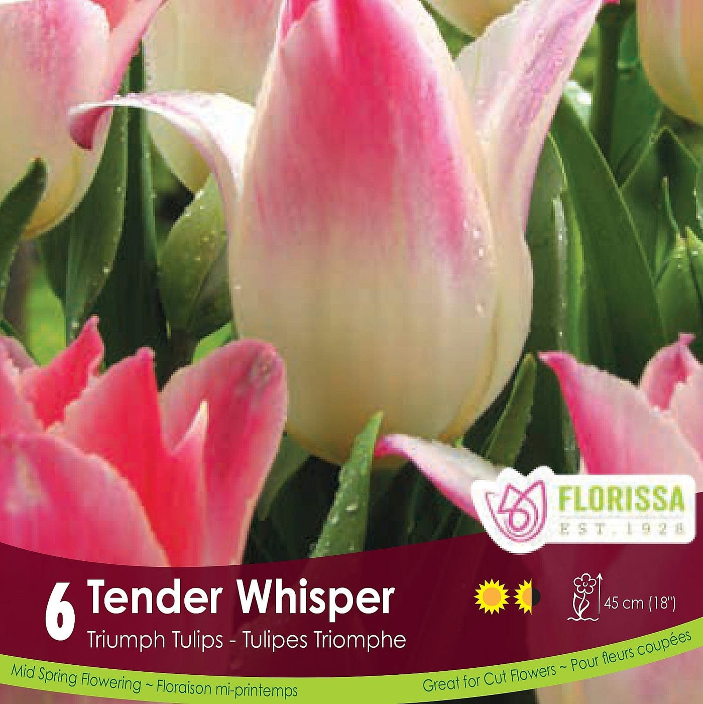 Pink and White Triumph Tulip Tender Whisper 