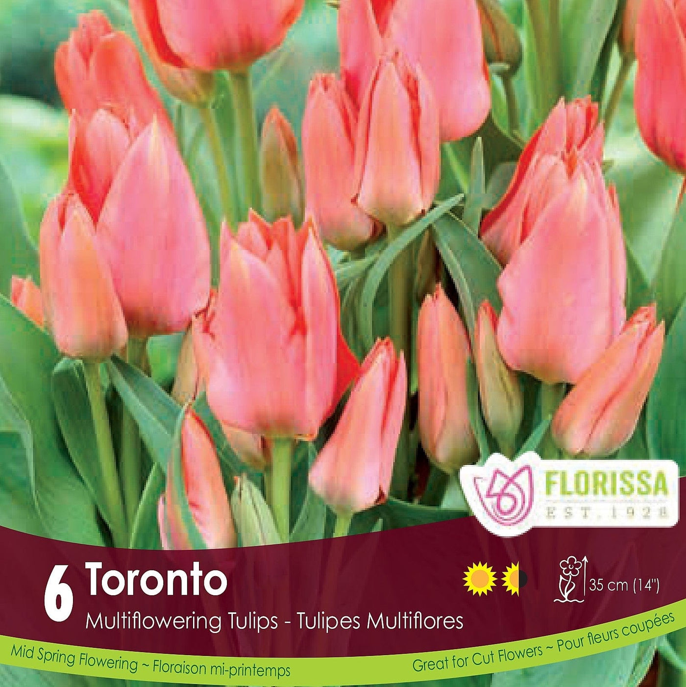 Coral Pink Multi Flowering Tulip Toronto