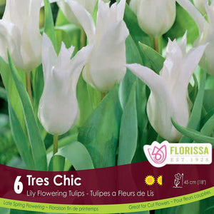 White Lily Flowering Tulip Tres Chic 