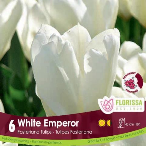 White emperor tulip