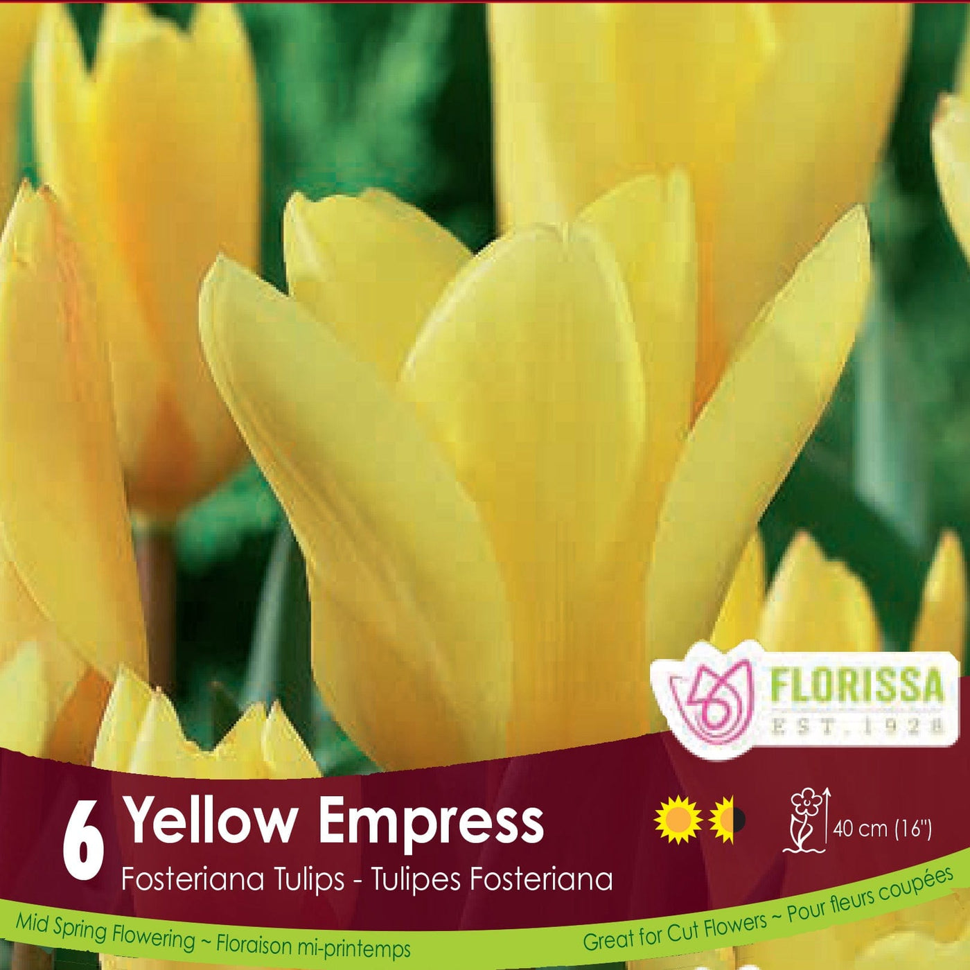Yellow Empress tulip
