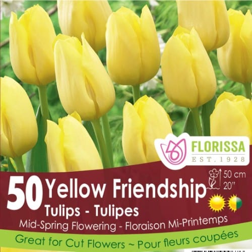 Tulip - Yellow Friendship - Mesh Bag, 50 Pack