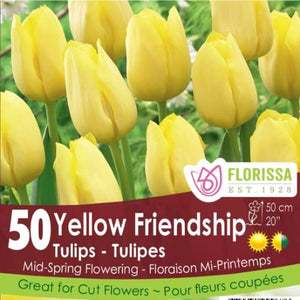 Tulip - Yellow Friendship - Mesh Bag, 50 Pack