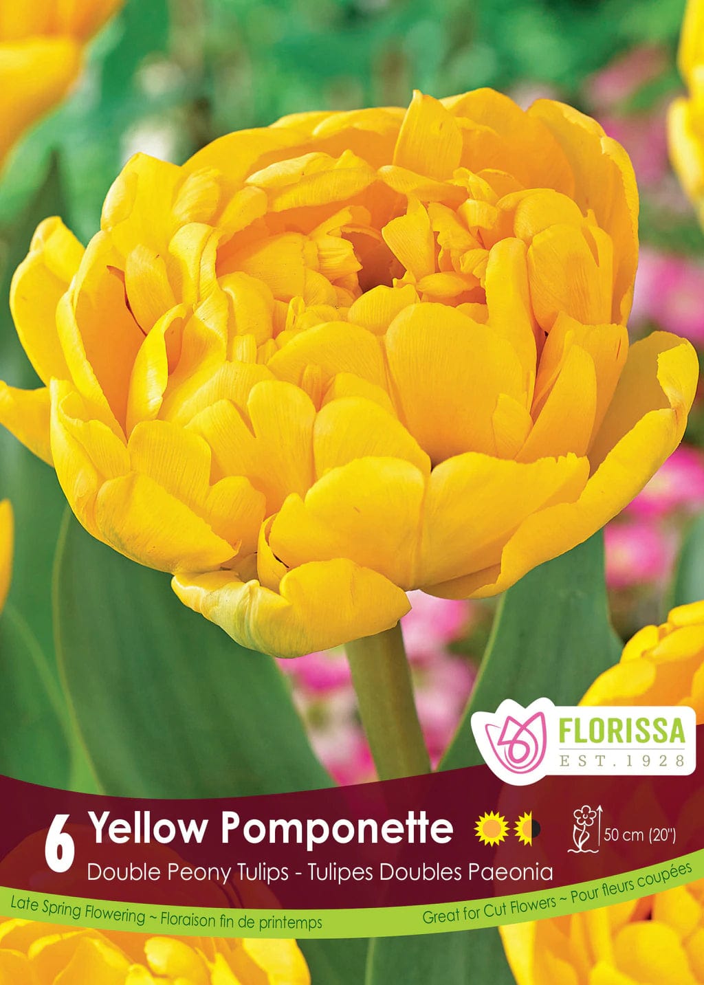 Tulip - Yellow Pomponette, 6 Pack