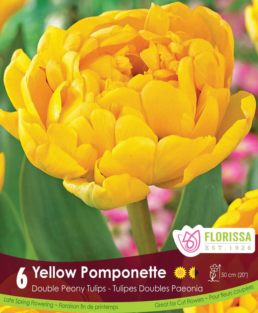 Tulip - Yellow Pomponette, 6 Pack